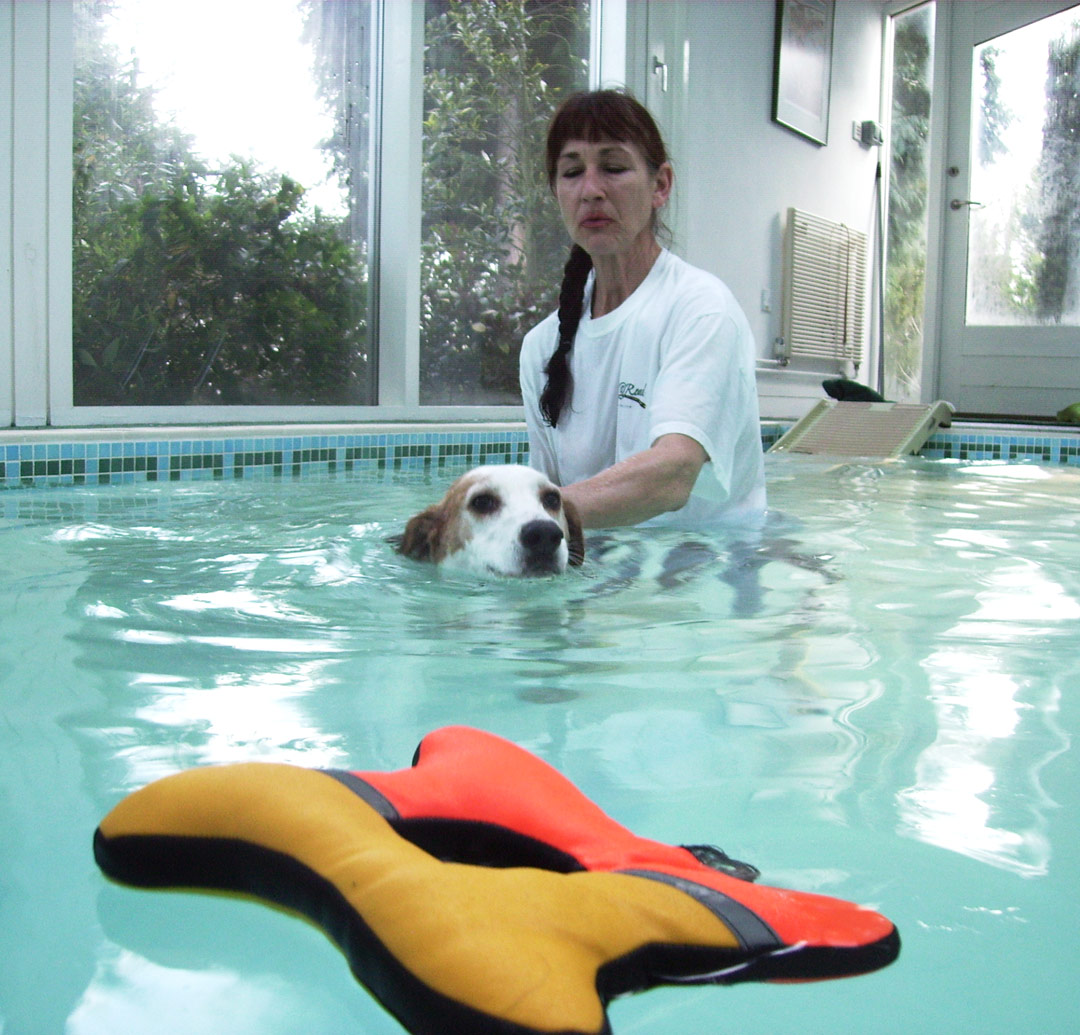 Beagle, Dog, Dogs, Lesson, Marjorie, Pool, Stan, Swim, Swimming