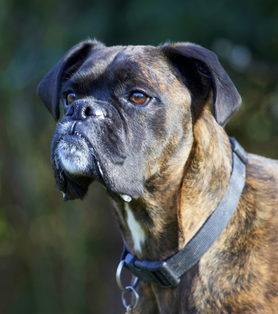 Boxer, Boxers, Dog, Dogs, Play, Playing, Playtime, Zac