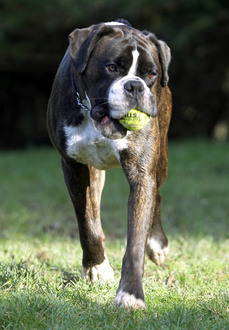 Ball, Boxer, Boxers, Dog, Dogs, George, Play, Playing, Playtime