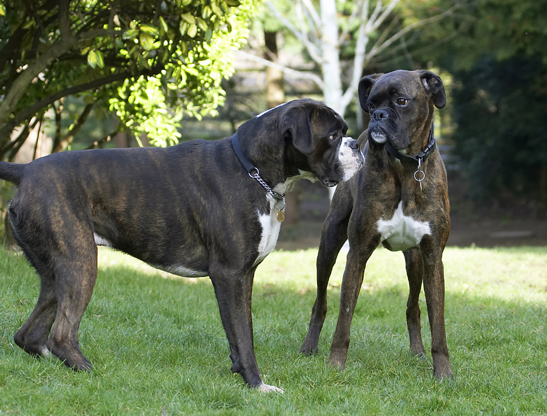 Boxer, Boxers, Dog, Dogs, George, Play, Playing, Playtime, Zac