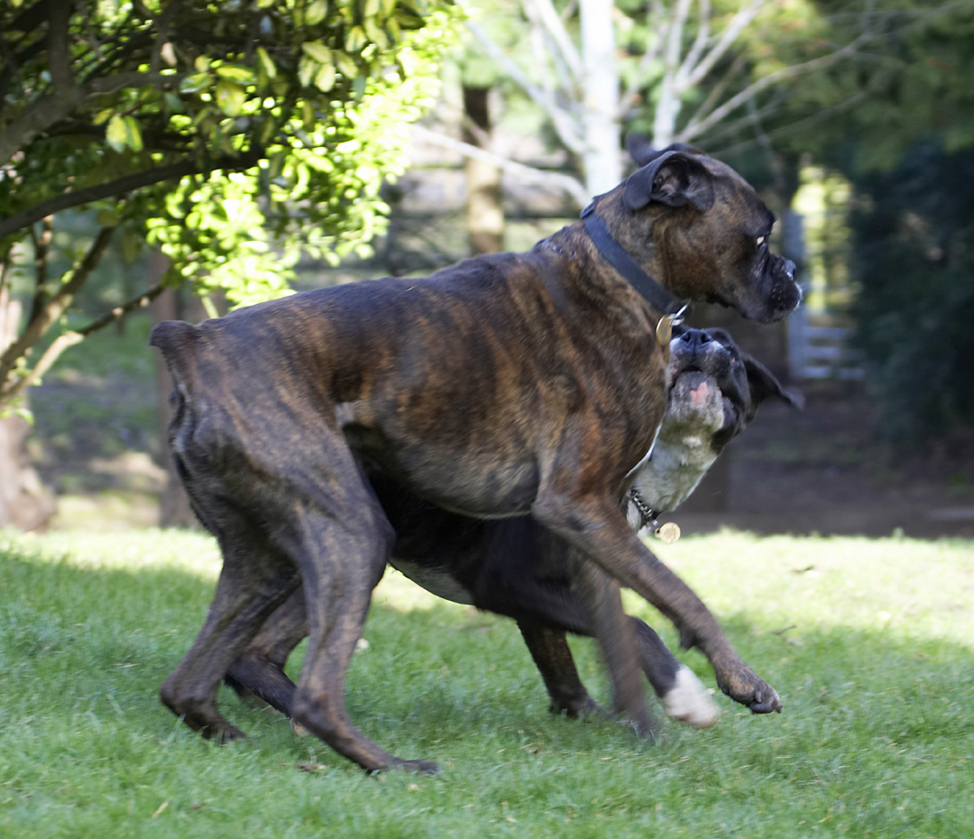 Boxer, Boxers, Dog, Dogs, George, Play, Playing, Playtime, Zac