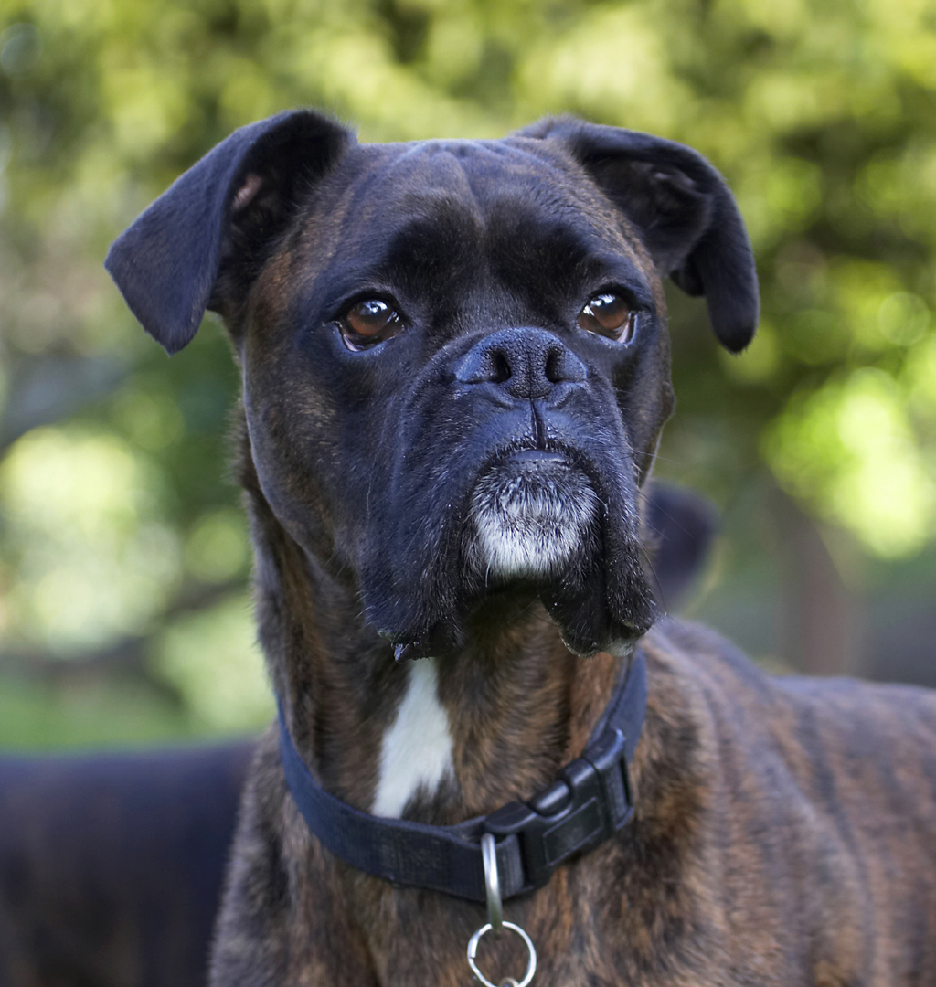 Boxer, Boxers, Dog, Dogs, Play, Playing, Playtime, Zac