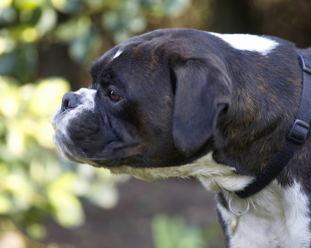 Boxer, Boxers, Butter, Dog, Dogs, George, Peanut, Play, Playing, Playtime