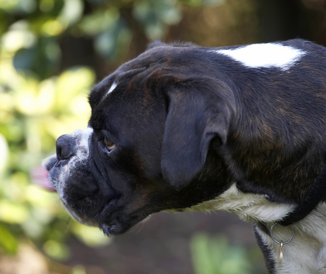 Boxer, Boxers, Butter, Dog, Dogs, George, Peanut, Play, Playing, Playtime, Tongue, Zac