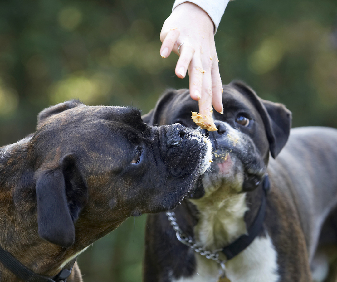 Boxer, Boxers, Butter, Dog, Dogs, George, Peanut, Play, Playing, Playtime, Zac