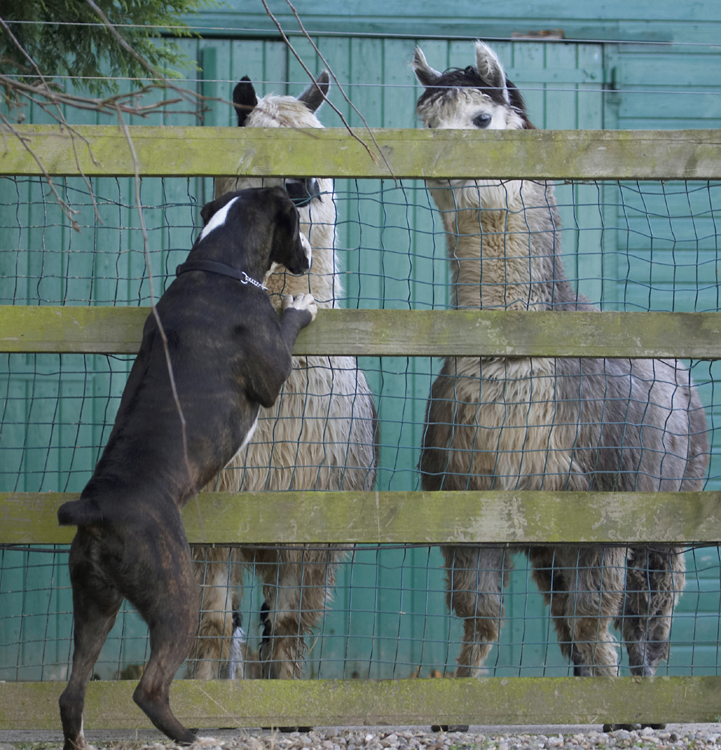 Alpacas, Boxer, Boxers, Dog, Dogs, George, Play, Playing, Playtime