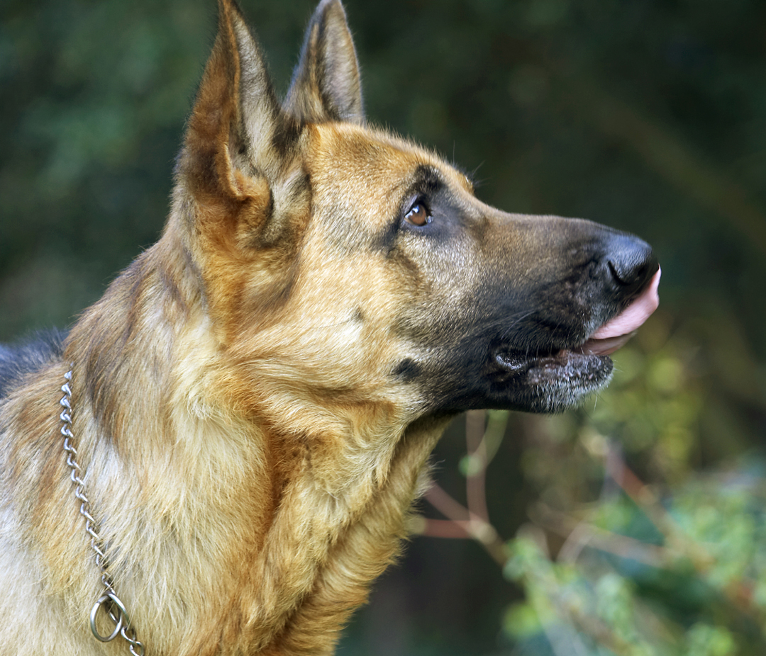 Alsatian, Dog, Dogs, Enoch, German, Head, Play, Playing, Playtime, Profile, Shepherd, Tongue