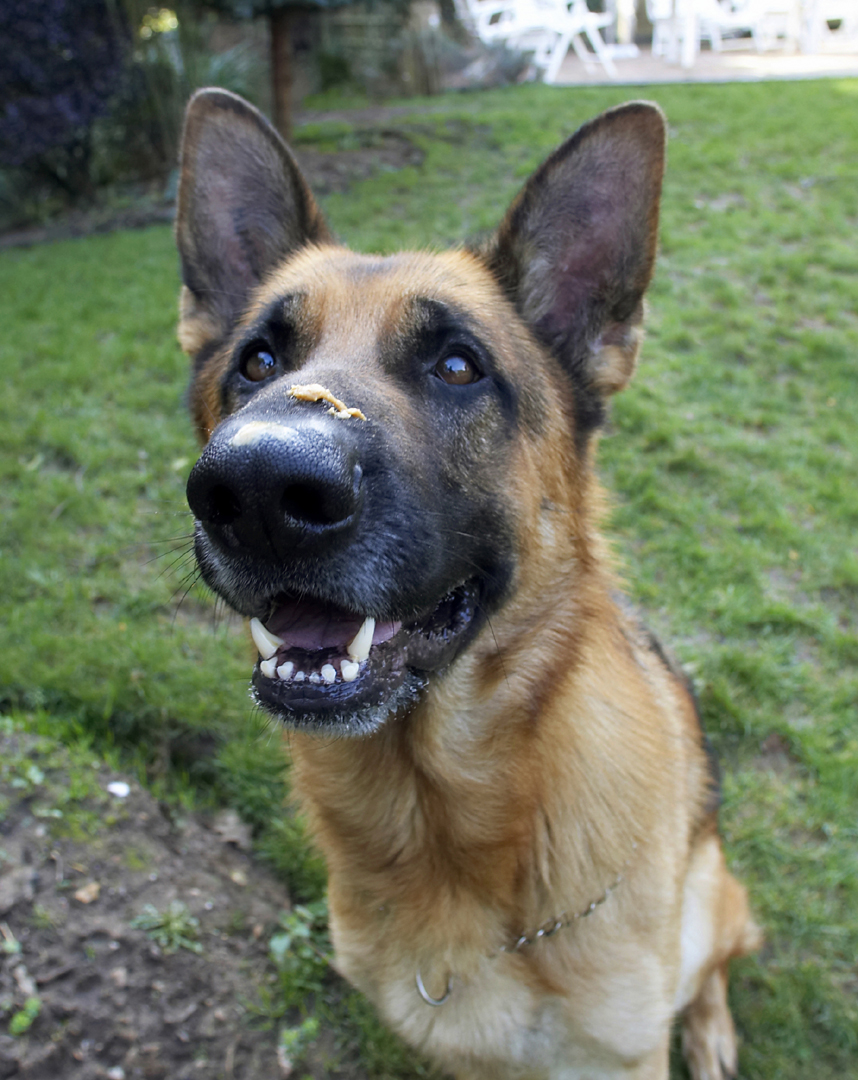 Alsatian, Butter, Dog, Dogs, Enoch, German, Peanut, Play, Playing, Playtime, Shepherd