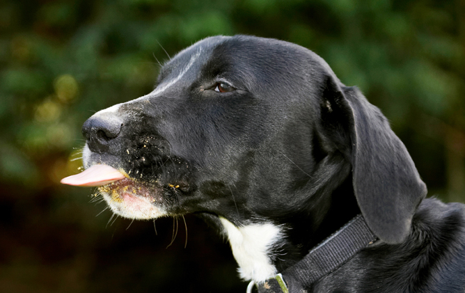Boogla, Bougla, Butter, Dog, Dogs, Eat, Eating, Peanut, Spaniels, Springer Spaniel, Staffordshire Bull Terrier, Terriers, Tongue