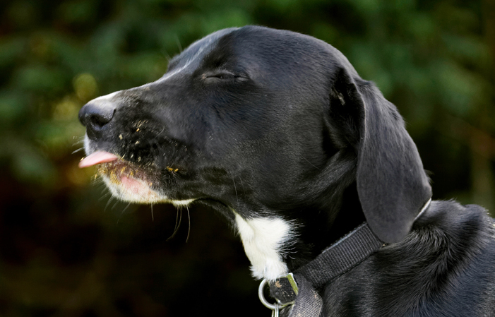 Boogla, Bougla, Dog, Dogs, Eat, Eating, Spaniels, Springer Spaniel, Staffordshire Bull Terrier, Terriers, Tongue