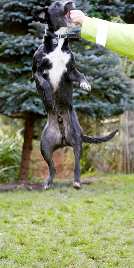 Boogla, Bougla, Dog, Dogs, Jump, Jumping, Leap, Leaping, Spaniels, Springer Spaniel, Staffordshire Bull Terrier, Terriers