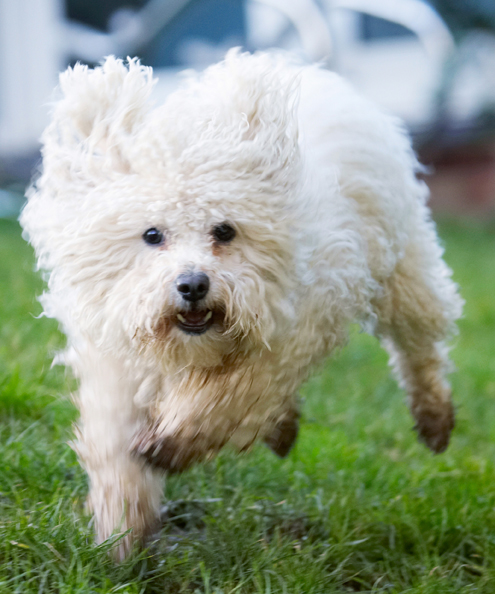 No stopping me when I see a ball