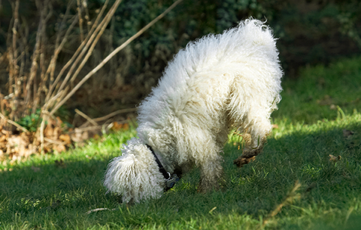 Bolognese, Dog, Dogs, Oscar, Play, Playing, Playtime, Stick