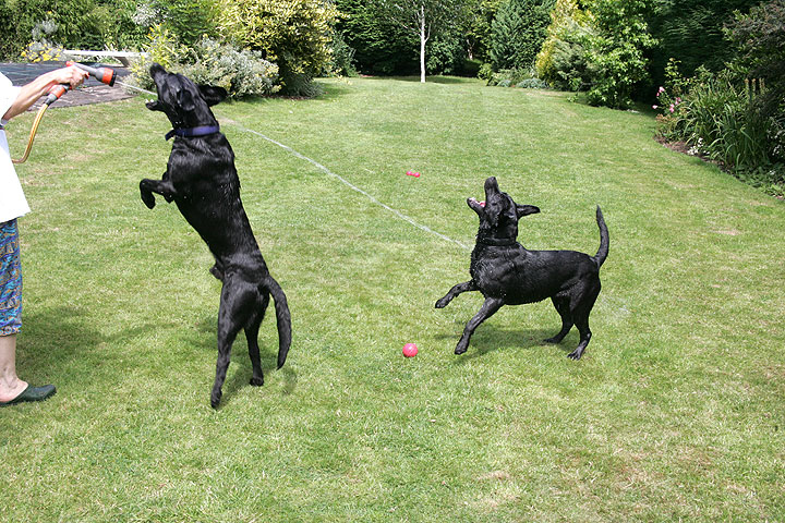 Enjoying Their Summer Afternoon