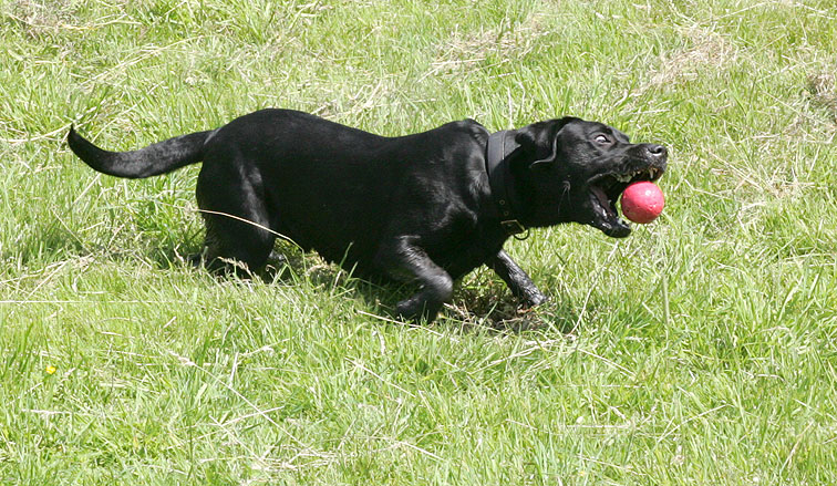 Black Panther Dog -- With The Red Ball