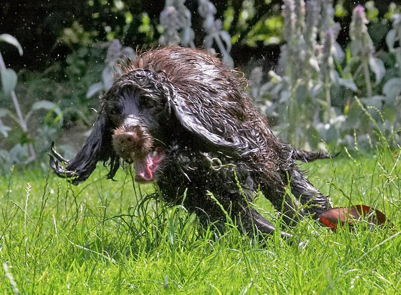 Chasing water wreaks havoc with my hair-do