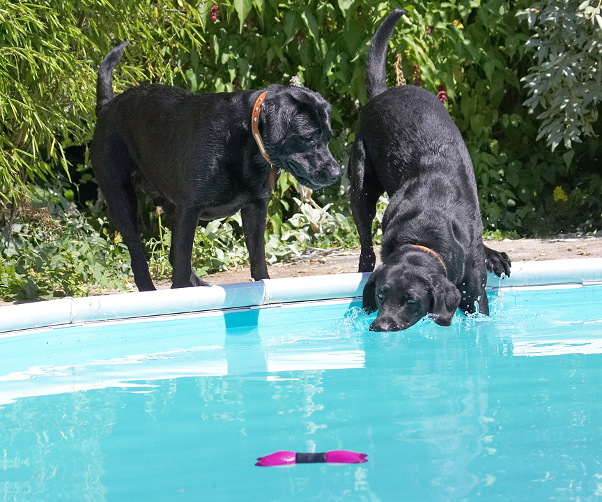 There must be a way of getting that bone without getting wet