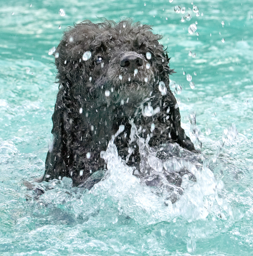 Splish splash