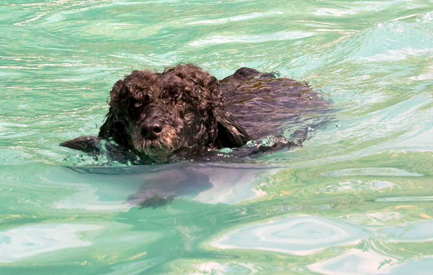 Look, I'm as sleek as a seal