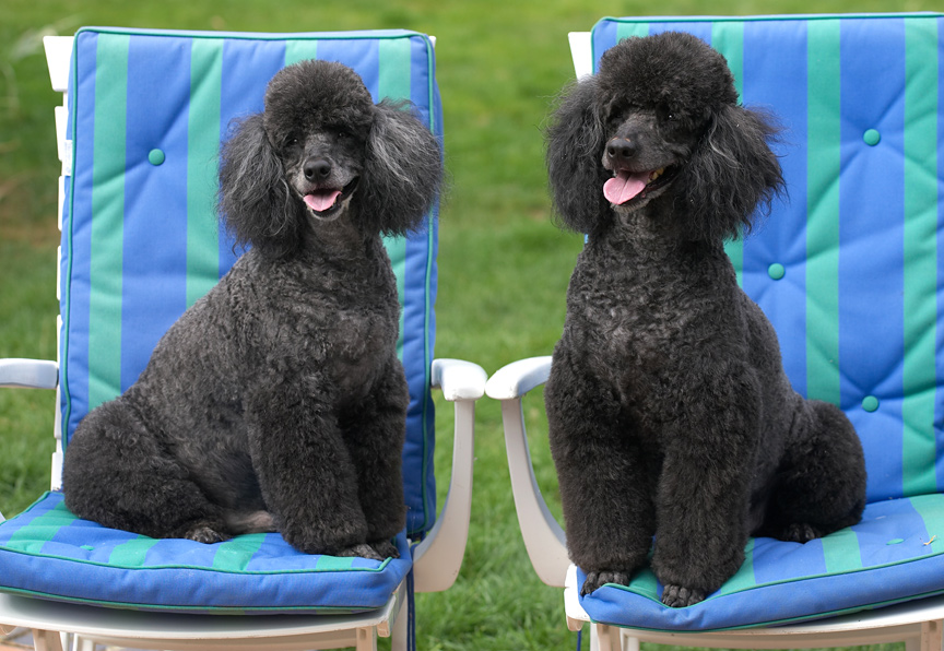 Ooh, these are comfy chairs