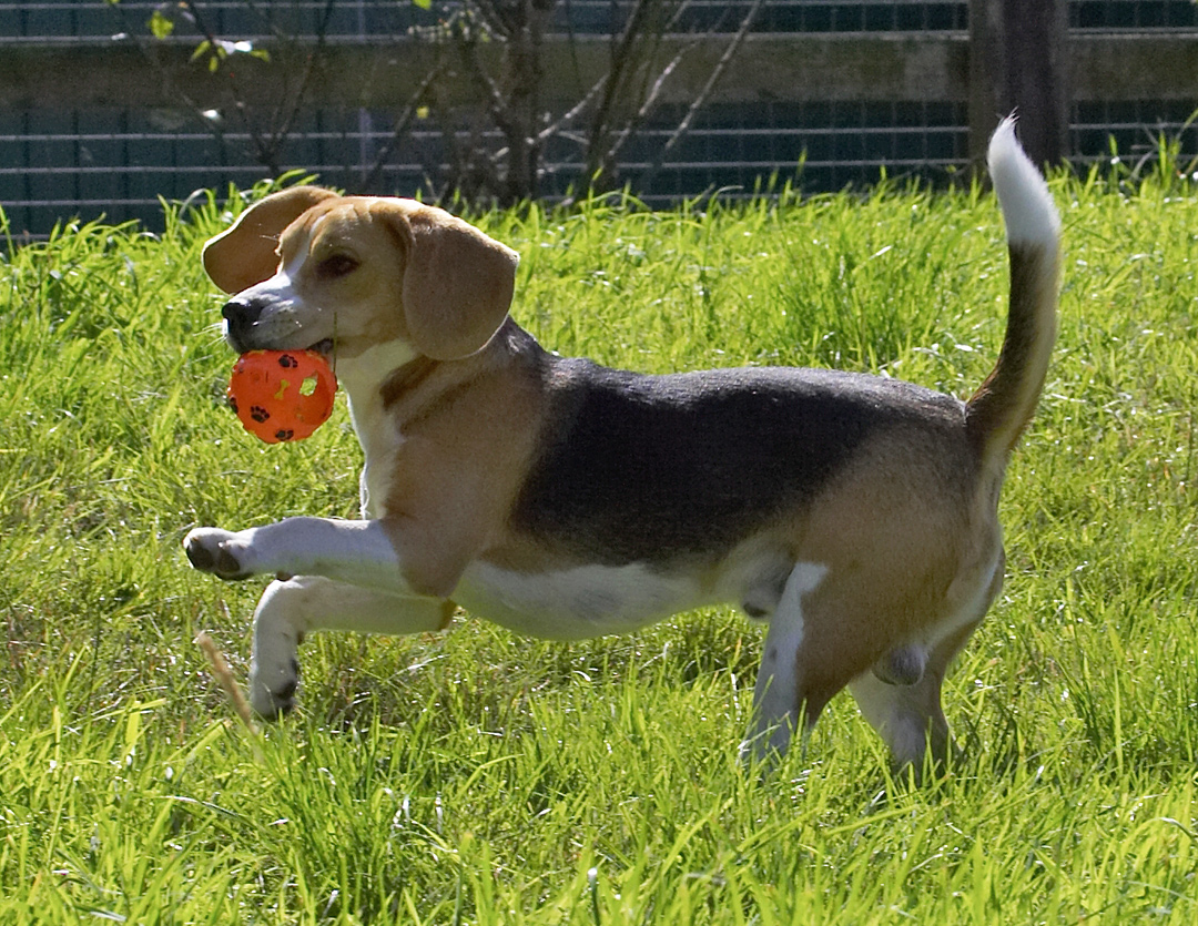 Isn't this what puppy's do?!