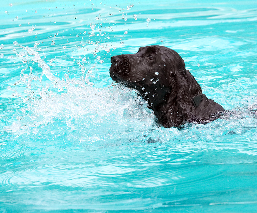 Isn't this how you do the doggie paddle?