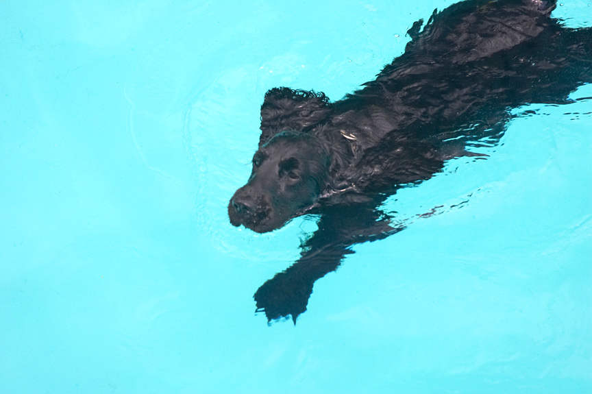 Doggie paddle? Ha! I do the doggie crawl