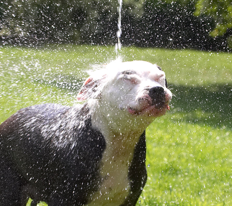 Loving this outdoor shower
