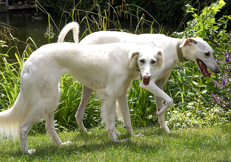 Hunting in a pack!