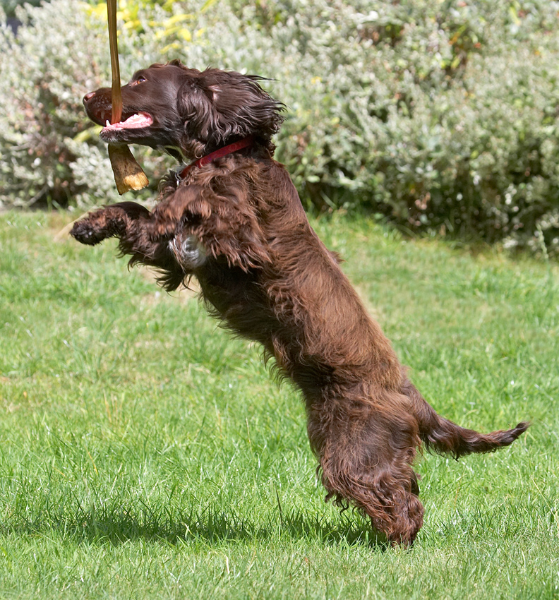 Grrrr, it's mine!
