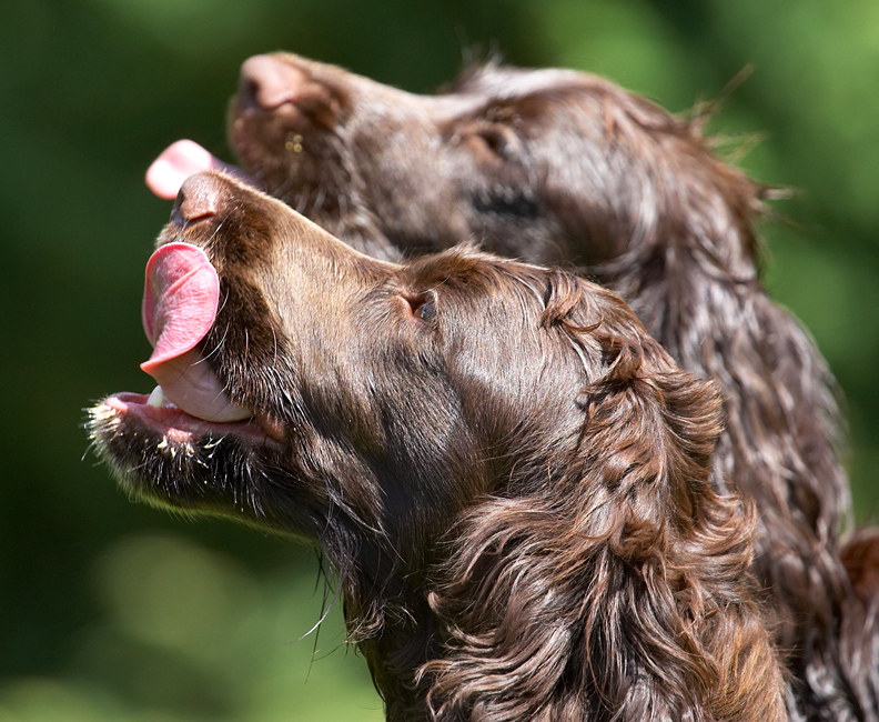 We can hold this pose as long as there is peanut butter on offer