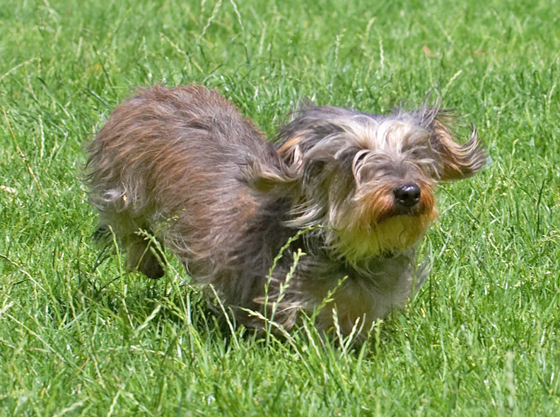 Blimey, this grass is almost as tall as me