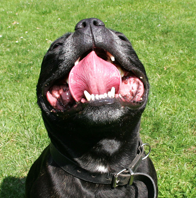 Lennox