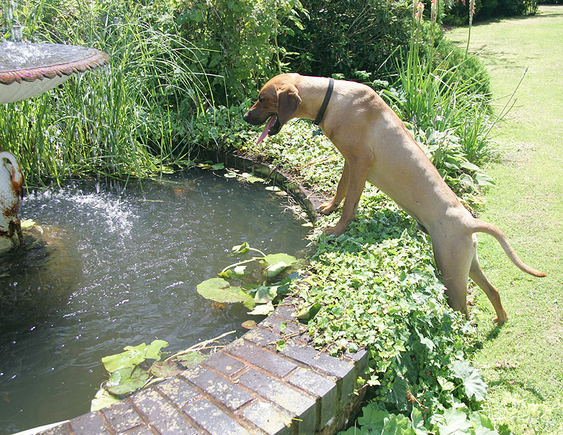 Simba Looking For Fish