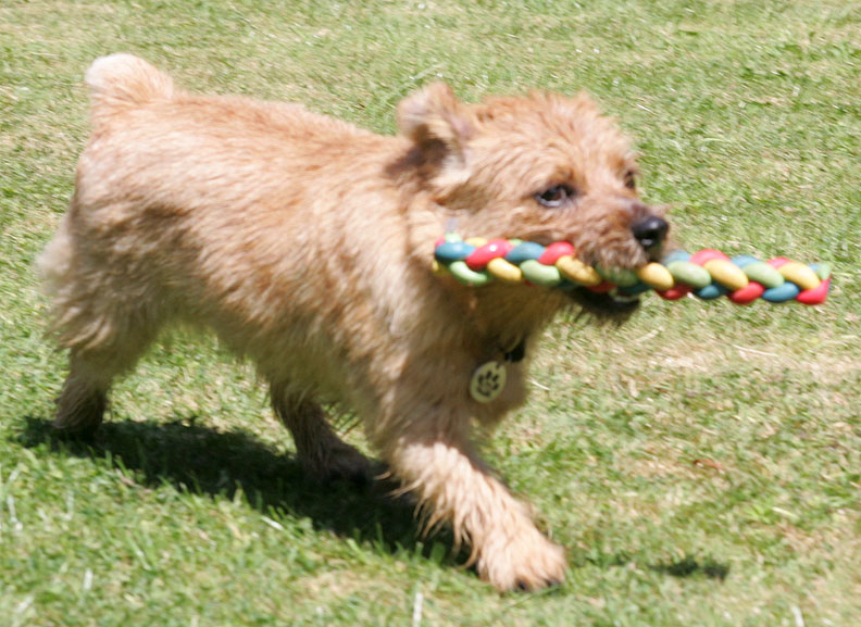 Teddy and the Rainbow Toy