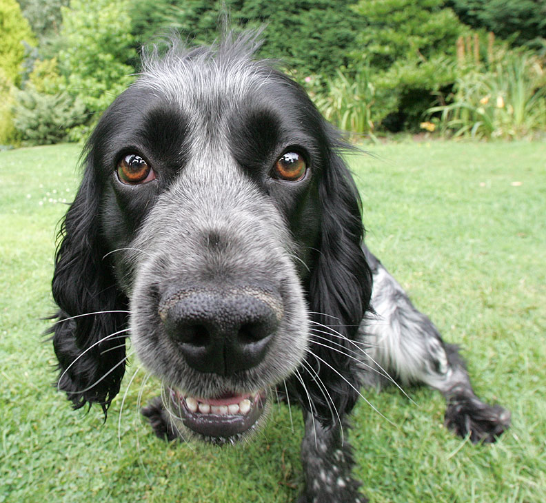 Bracken