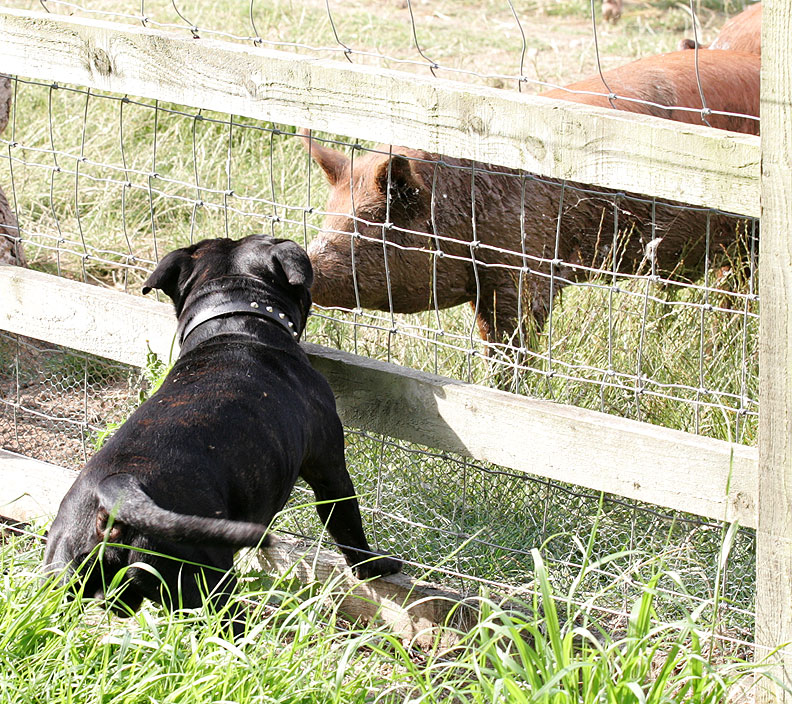 Lennox and the Tamworth Pig