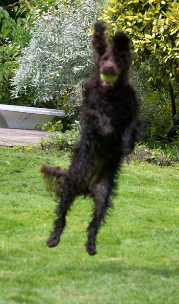 Ball, Cocker Spaniel, Dog, Dogs, Fizzy, Leaping, Play, Playing, Poppy, Run, Running, Spaniels