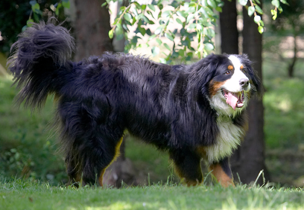 Bernese Mountain Dog, Digby, Dog, Dogs, Play, Playing, Tongue