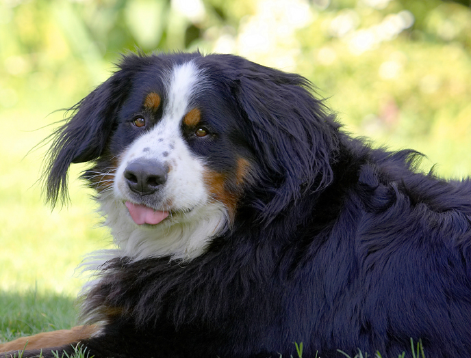 Bernese Mountain Dog, Digby, Dog, Dogs, Play, Playing, Tongue