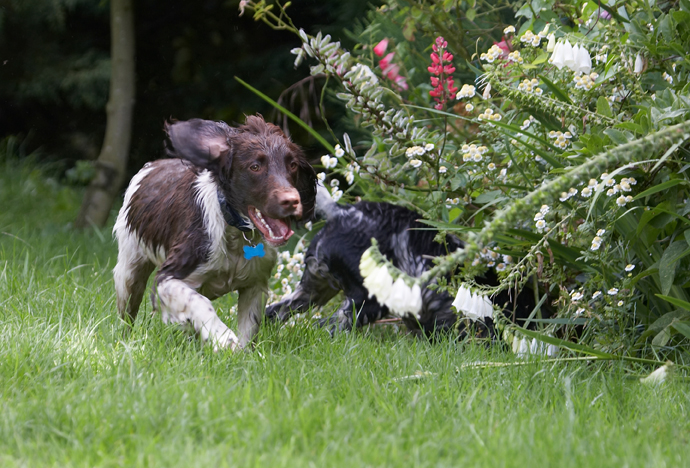 Charlie, Dog, Dogs, George, Spaniels, Springer Spaniel, Tongue