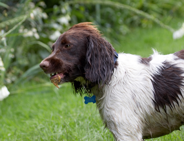 Dog, Dogs, George, Spaniels, Springer Spaniel, Tongue