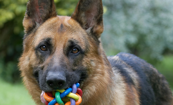 Alsatian, Dog, Dogs, Enoch, German Shepherd, Tongue