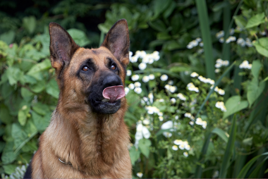 Alsatian, Dog, Dogs, Enoch, German Shepherd, Tongue