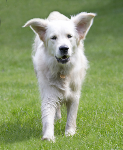 Ball, Dog, Dogs, Golden Retriever, Retrievers, Tia, Tongue