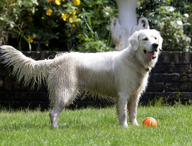 Ball, Dog, Dogs, Golden Retriever, Retrievers, Tia, Tongue