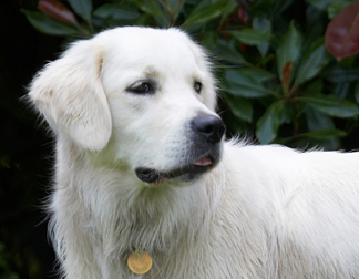 Ball, Dog, Dogs, Golden Retriever, Retrievers, Tia, Tongue