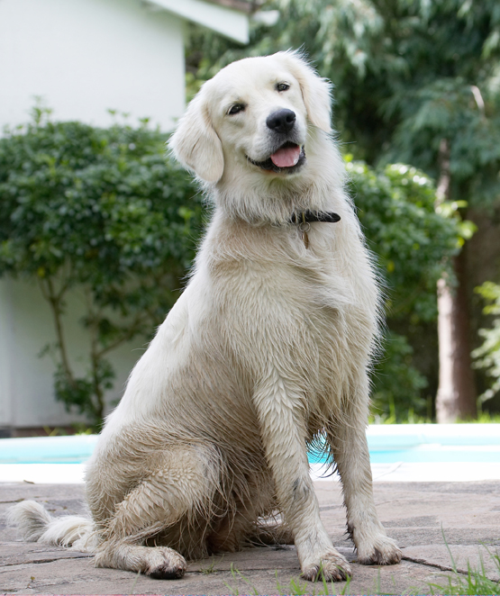 Ball, Dog, Dogs, Golden Retriever, Retrievers, Tia, Tongue