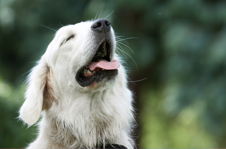 Ball, Dog, Dogs, Golden Retriever, Retrievers, Tia, Tongue