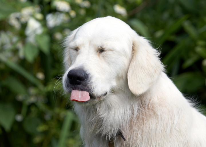 Ball, Dog, Dogs, Golden Retriever, Retrievers, Tia, Tongue